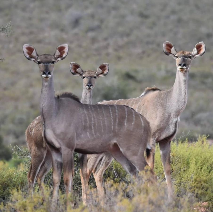 African Game Lodge Монтегю Экстерьер фото