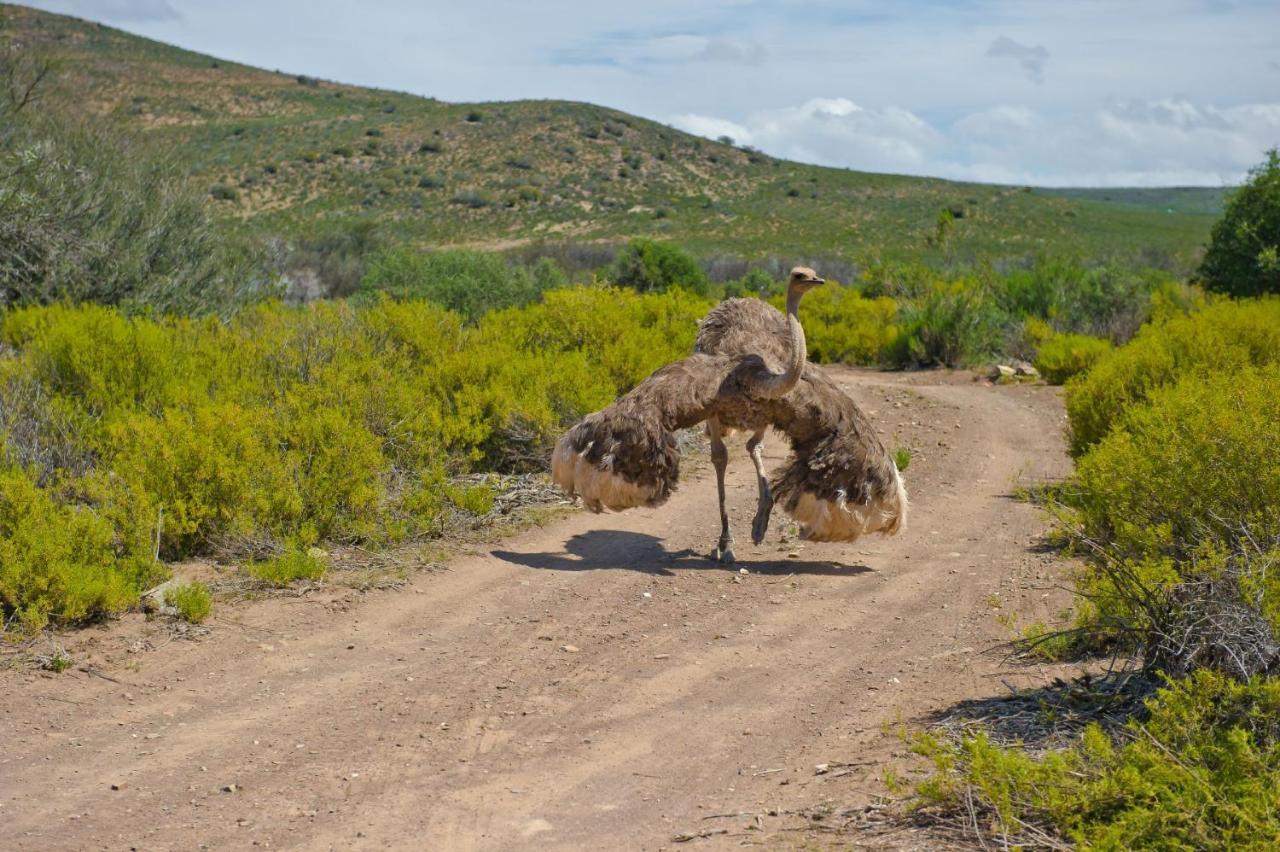 African Game Lodge Монтегю Экстерьер фото
